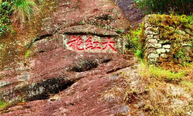 中国身价最高的树，一棵在福建，一棵在安徽，24小时日夜守卫！