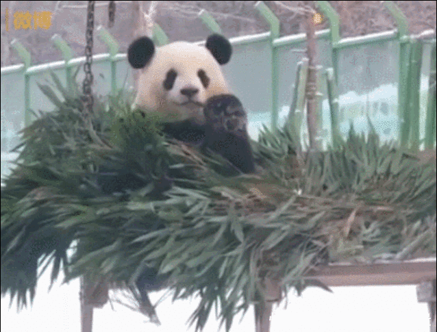 四川遇到熊猫