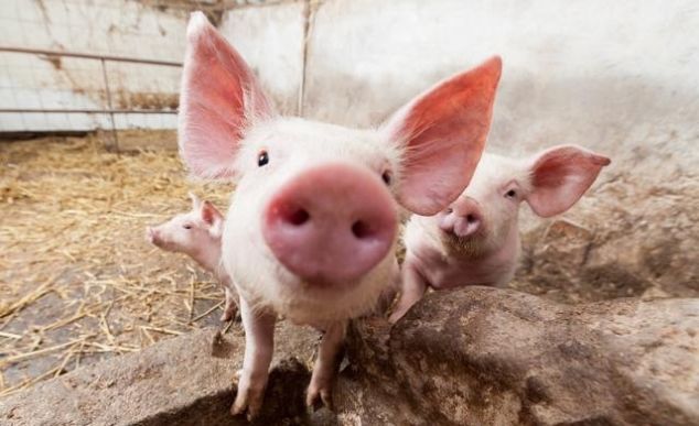 猪肉值钱都挑小猪仔，猪肉不值钱都拣大的要，这到底是为什么？