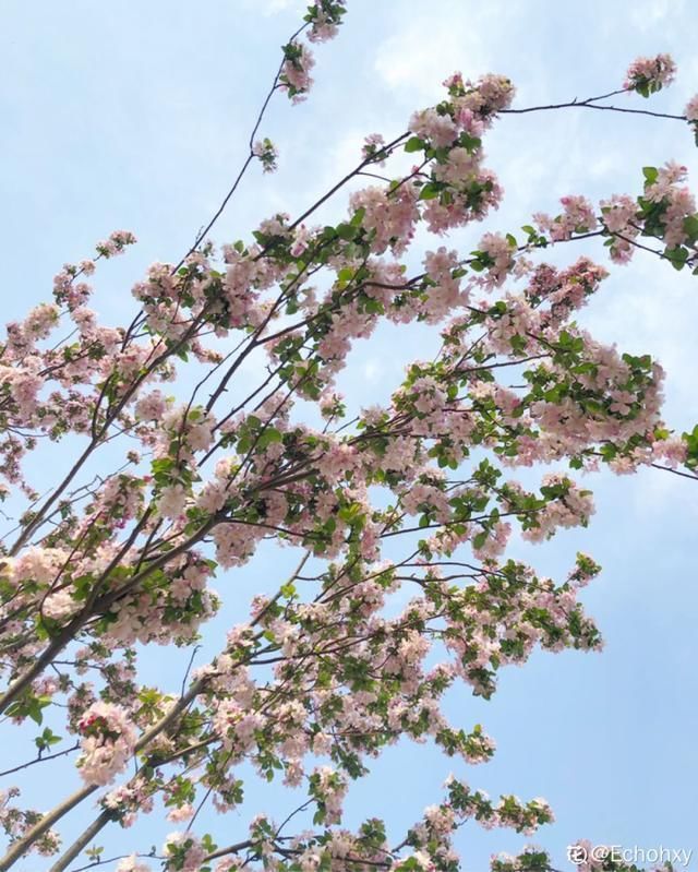  开出漂亮■阳春三月，出门踏青，原来有这么多漂亮花！