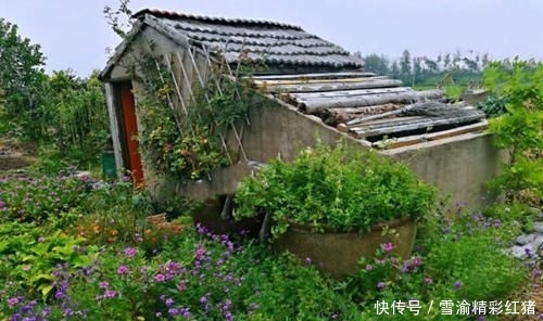 「院子里」想要个这样的小院子,门前屋后种满花,日子慢悠悠!