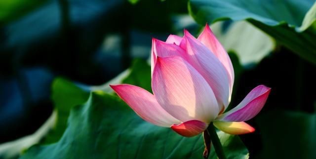  『盆栽』盆栽荷花栽种技巧与病虫害防治，你都会了吗？