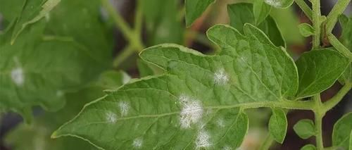  『盆土』盆土上长满白色的霉菌是咋回事？要怎么处理才能让植物健康生长