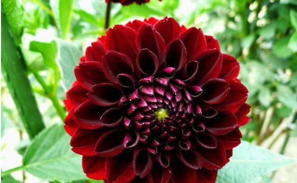  『厉害』这花，真厉害，花朵大如扇，花色鲜艳好喜欢，开花不断，四季赏花