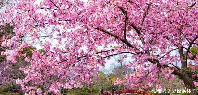 樱花:江南的美当然不分四季,可我却钟爱江南的春天,爱她的恬淡隽永