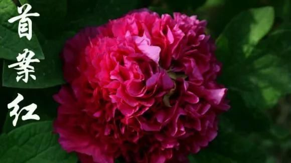  『牡丹』芍药和牡丹的区别图,看懂图就能轻松区分出来!