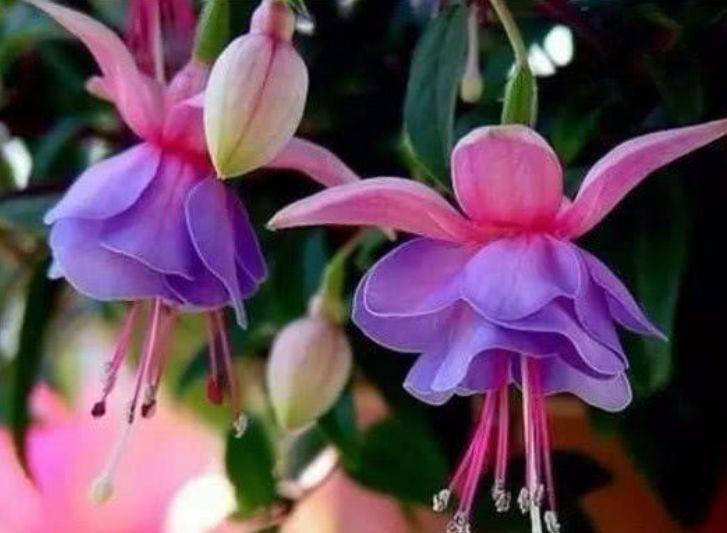 #花色#喜欢在家中养护花卉,就选5种花色多样,花期长,开花爆盆的花
