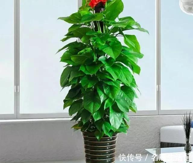 金钱树|客厅摆放什么植物,优雅大方又有温馨氛围?