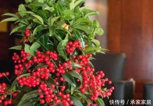 「好运」有钱人都养的4种花,摆在家里镇宅旺财,好运源源不断滚过来!