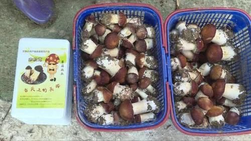  #产值#硕士研究生变身“蘑菇哥”，亩产均超5000斤，产值4万元！