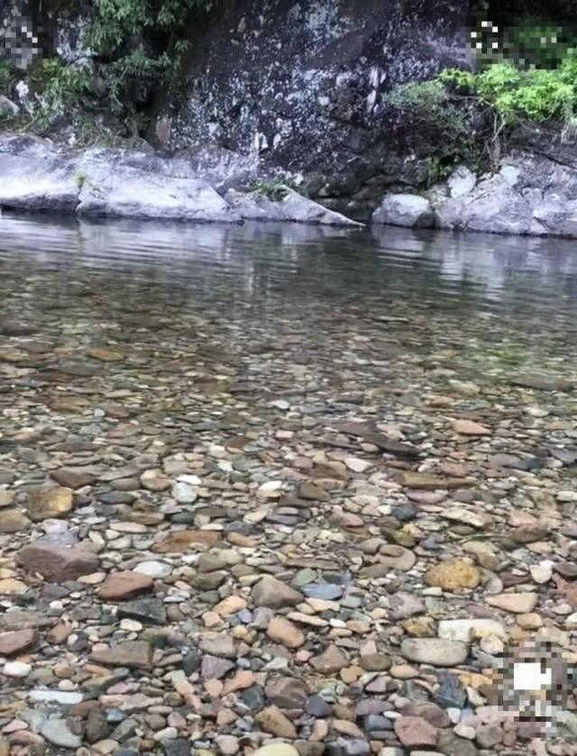  『钻出』山中溪流水太清澈，白天看不到鱼，夜晚却钻出各种奇鱼