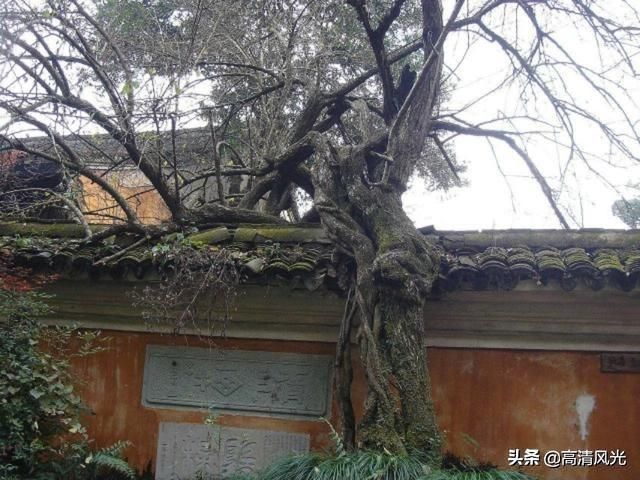 寺若成，国既清 隋代古刹国清寺清明一行 免费的5A景区