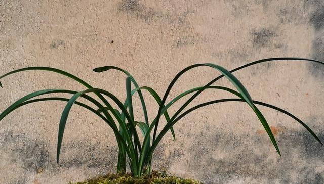  「热量」发酵不充分的植料种兰花，除了会产生热量，还有一点你可能想不到