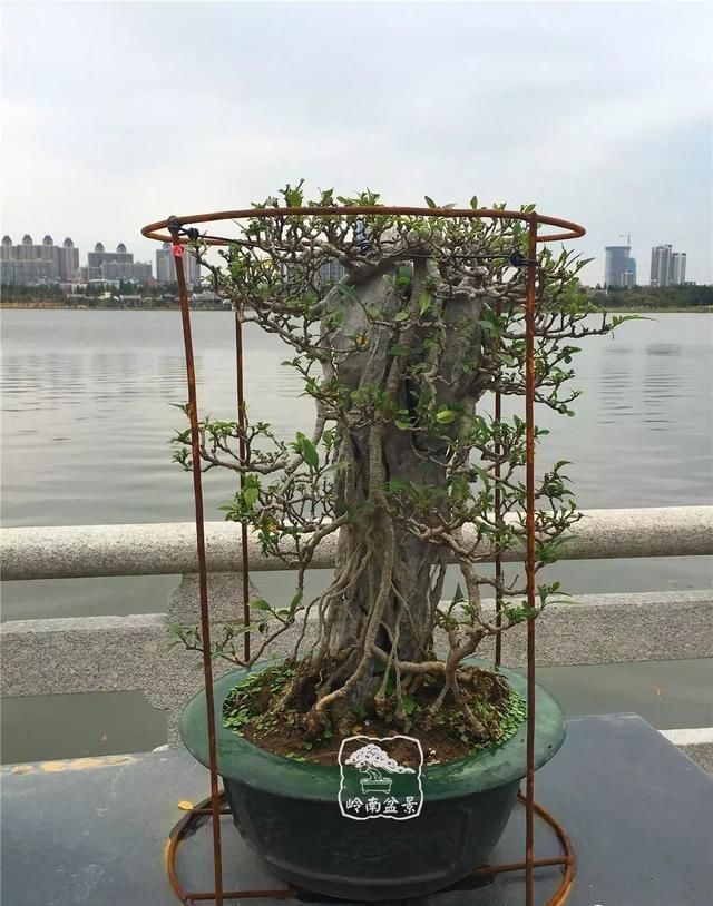 广州园艺博览会岭南盆景作品回顾