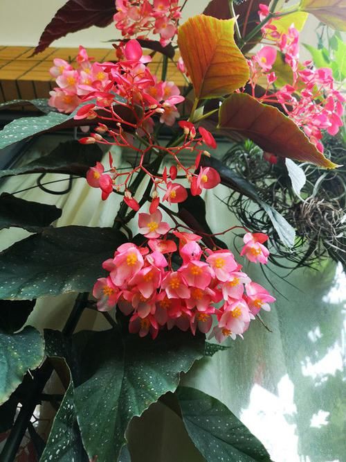 『栽培』花期最长的盆栽,全年开花不停,花色美丽,栽培容易,室内也能种