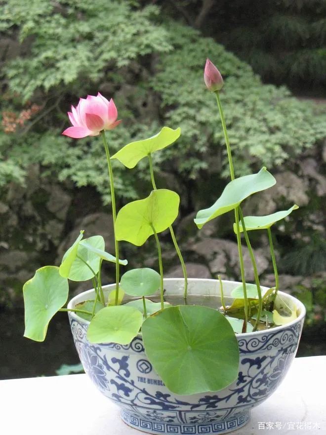  【何在】碗莲为何不开花？原因何在？如何选购和栽培？