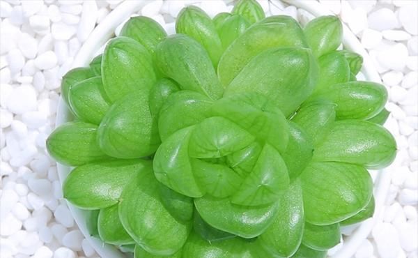  『品种』水灵灵的多肉植物-玉露的品种和图片欣赏