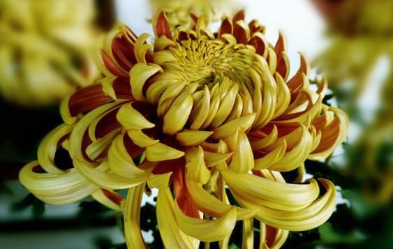  「珍品」“菊中珍品”古刹金刚，似金龙出海，霸气妖娆，非常具有观赏价值！