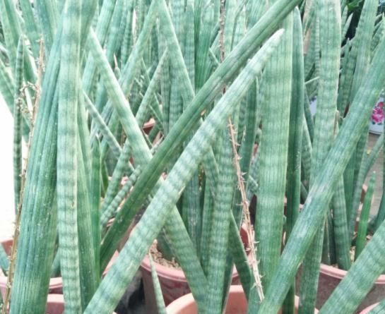 辫子■花市上有一盆栽,又称“辫子花”,60一盆抢着要,你家养过吗