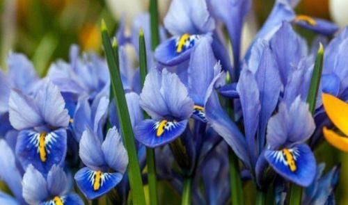  『动人』家里养这四款花，越晒开的越旺，花开美艳动人，一茬接一茬开不断