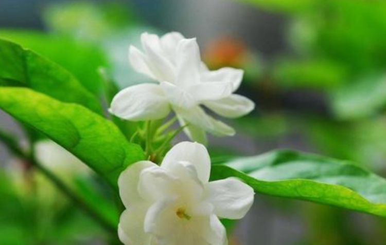  『漂亮』3种花养卧室，促进睡眠质量，植株漂亮上档次，一觉睡到自然醒！