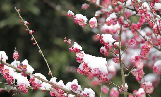 雪花吟：山色空蒙天地静，庭梅初绽新红。琼花飞舞在其中