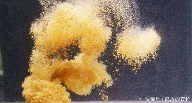  『用饵』野钓鲤鱼，用饵和调漂很关键，掌握这些硬核细节，不怕没渔获