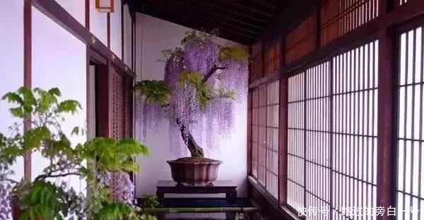  「盆景」藤旧桩盆景，浅紫色花