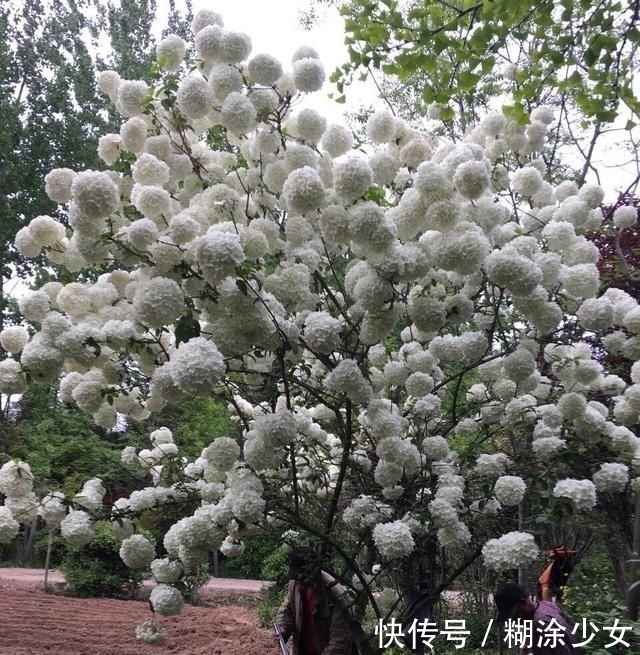  【绣球】1种“绣球树”，每年4月满树开花，1个花朵比脸大，一般人养不了