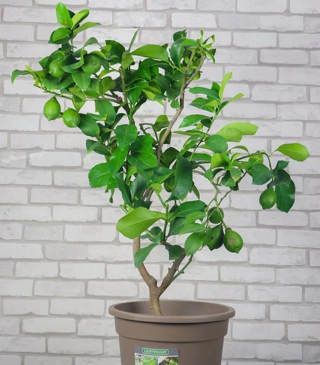  带香味@这花就是“活香水”,摆客厅,空气更清新!