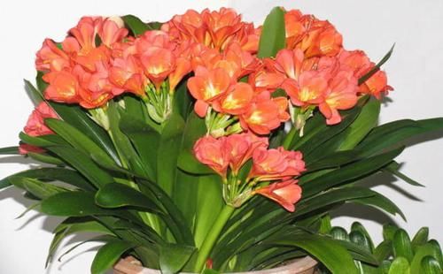  #舍得#养花也是技术活，养君子兰你要“舍得”，给它砍一刀，来年长满盆