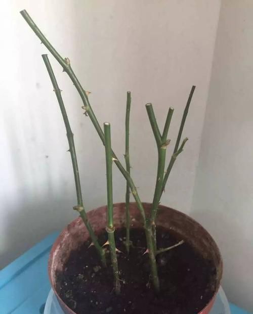  暖凉爽的环：22种天生就是最好的盆景植物，你认识几种？