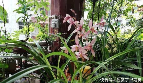  小苗■兰花分株的“最佳”时间，早一步晚一步都不成