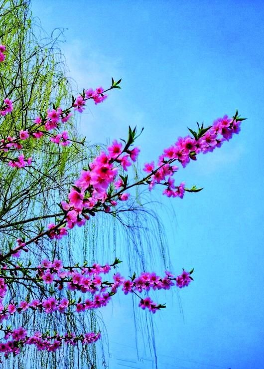  美景：铜城桃花妩媚绽放！君莫宅家辜负春光美景