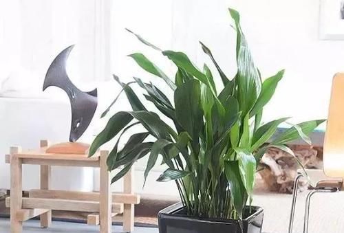 『家里』在家里养几种耐阴耐旱的观赏植物，不用经常照顾