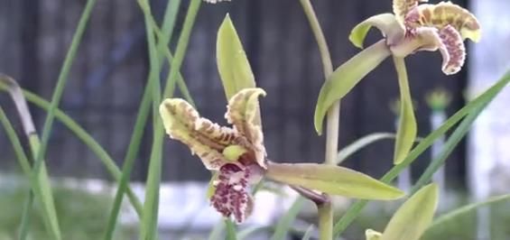  「种植」桐柏这个村家家种植兰花，花比人还多