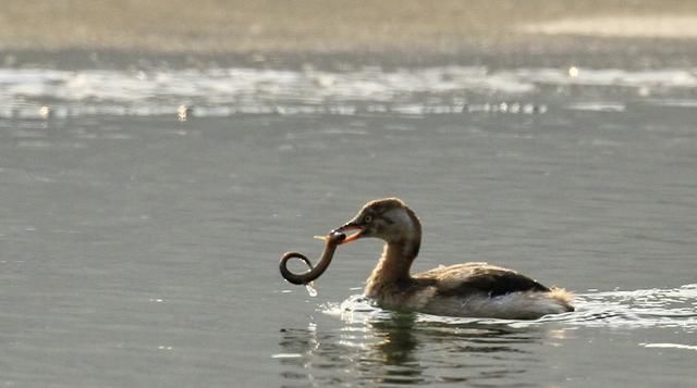 数九寒天，在东北能拍此水鸟，实在是幸事一件……