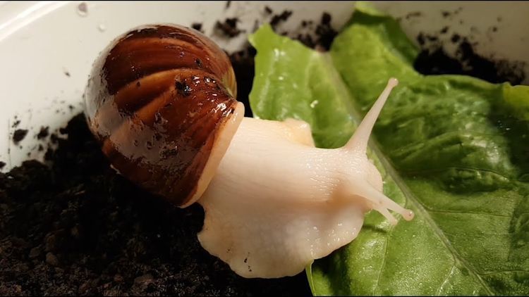  #齐名#它与鱼翅齐名，每亩利润高达万元，养殖的人却很少，农民