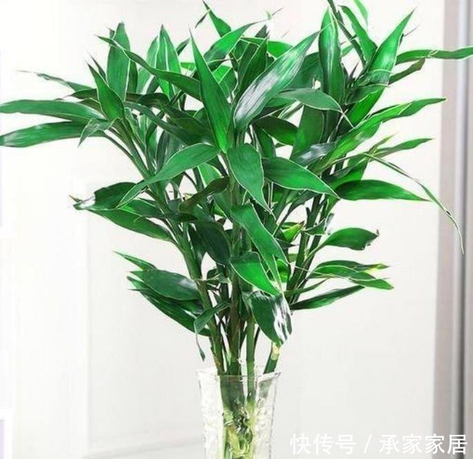  『快快』家养这些植物，阳台开出花海，一年四季可开花，快快养起来！