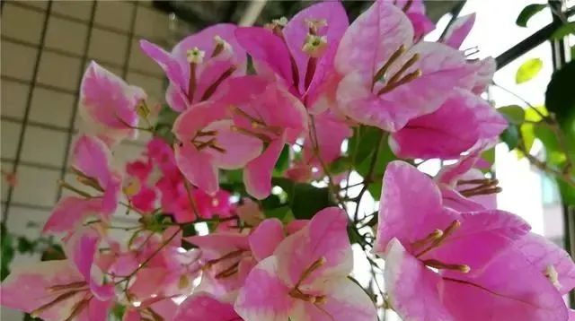  『花开满』夏天养三角梅,花前、花后浇水很关键,做对了,才能花开满树