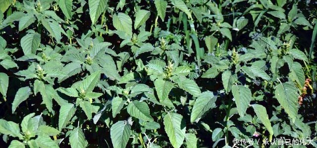 农村地荒了，意外地长出了名贵中药材和野菜，你们那里有吗