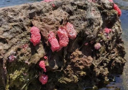  #女作家#云南女作家呼吁对福寿螺“宣战”