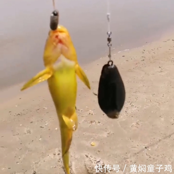 农村人经常钓到的“它”，都当黄骨鱼吃了，殊不知比牛肉还贵！