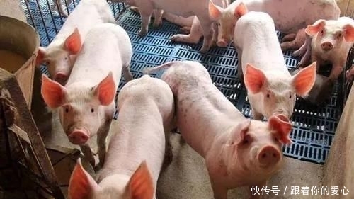  猪舍■不用盖猪舍也能养猪，快来看一下养猪大棚的建设方法吧！