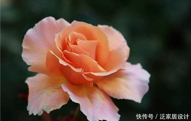  喜欢■喜欢养花，就养盆开花量大的，颜色鲜艳还好养，一年四季赏花不断