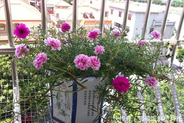  爆花@太阳花徒长成韭菜就是不开花？赶快砍头留桩扦插，爆花就是上百盆
