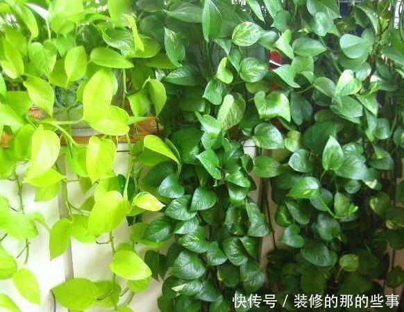  绿萝|养了好几年的绿萝，却只是小小一盆，找到这个小技巧，施肥都省了