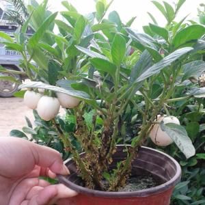  「花叶络石」农村遇到此“瑰宝级”植物，快挖回家摆起来！家人身体越变越棒