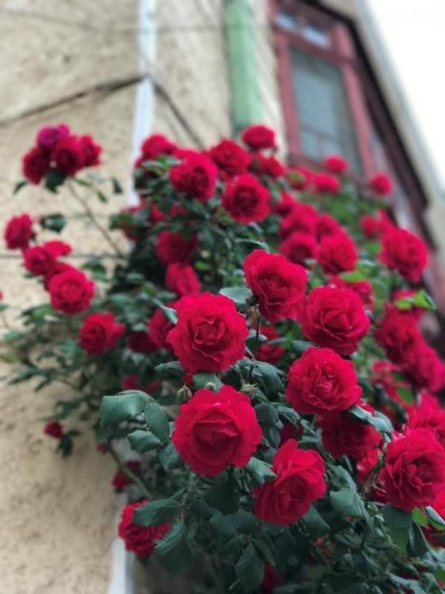  「月季」海上花语51|月季：花亘四时，不败岁月
