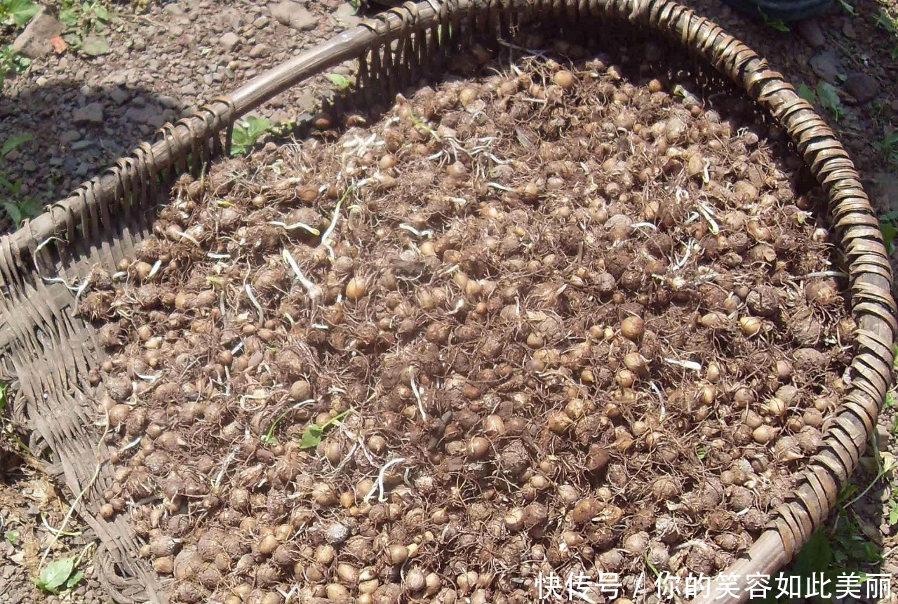 玉米地里长的一种“野草”，在15年前天天挖，现在一斤50元